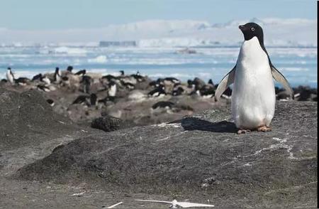 探索阿德利企鹅：企鹅家族中的独特魅力