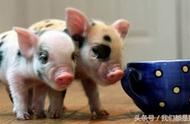 探索茶杯猪的魅力：为何其身价高达7000元？