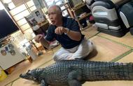揭秘日本老人与鳄鱼共度的40年时光