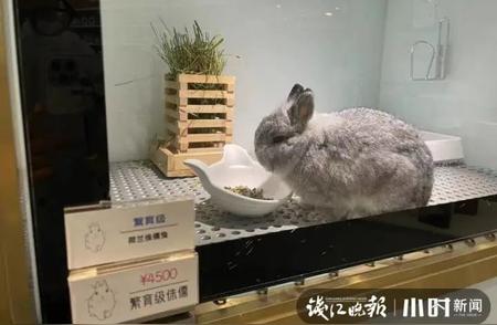 杭州小店萌宠大揭秘：4500元的兔子与最易弃养的宠物