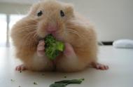 揭秘仓鼠的小宇宙：它们如何神奇地储存食物？