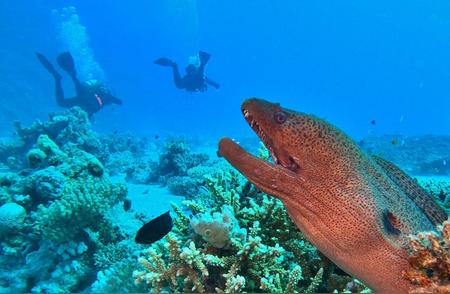 养了六年巨骨舌鱼的惊险经历：家庭水族安全启示