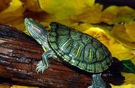 巴西龟养护指南：让你的宠物龟健康成长