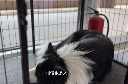 边牧：牧羊犬中的王子，导盲搜救能力令人惊叹