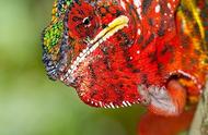 探秘地球上色彩最绚烂的蜥蜴——七彩变色龙
