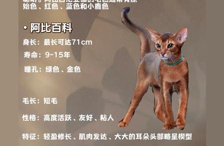 聪明猫咪TOP10：你的爱宠上榜了吗？