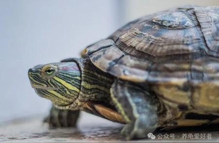 揭秘巴西龟的寿命：陪伴我们到老的神秘生物
