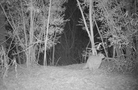 海淀区惊现神秘生物：豹猫夜游三山五园