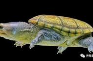 揭秘！市面上常见龟种的水性大比拼