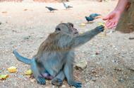 深度解析：猴子为何不宜作为宠物？
