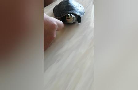乌龟的惊人行为：逗急了就想咬人？