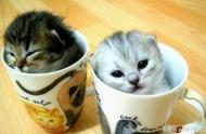 揭秘茶杯猫：真实与误解的碰撞