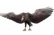探索神秘的远古生物：阿根廷巨鹰的传奇故事