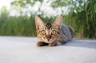 揭秘世界上最小的猫咪品种