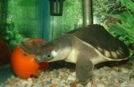 猪鼻龟饮食揭秘：它们真的不吃小鱼吗？