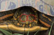 亚马逊彩龟：探索自然界的美丽与神秘