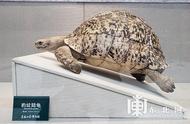 省博物馆盛大展出：豹纹陆龟特展，不容错过！