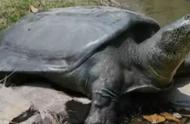 世界八大稀有名龟：探索神秘龟类的奇妙之旅