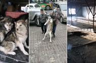 哈尔滨雪橇犬获新生，被当地救助机构收养