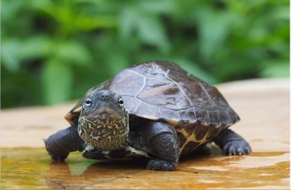 广东龟唛：绿水青山中的生命奇迹