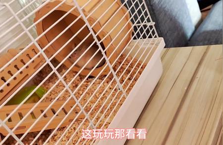 仓鼠新居：舒适笼子的布置与养护