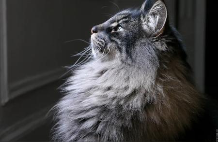 世界最贵的十大猫种揭秘！你知道最贵的是什么吗？
