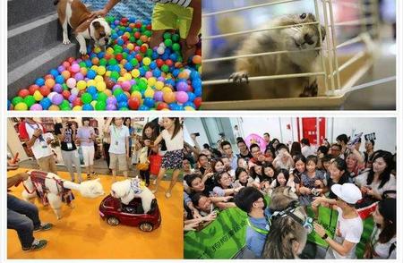 2023亚洲宠物展亮点：深圳盛宴与国产品牌的崛起