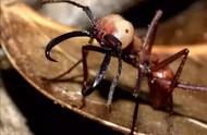 揭秘宠物蚁市场：从食人蚂蚁到时尚宠物的转变