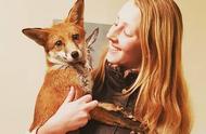英国女大学生收养狐狸孤儿，与宠物狗和谐共处