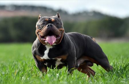 英国将禁止大型恶霸犬：保护公众安全的举措