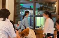 人狗同桌：餐厅里的争议与和谐