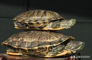 中国巴西龟数量激增：生态隐患与应对措施