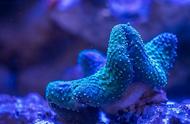 1. 珊瑚礁探秘：生态奇迹与傻傻分不清的谜题