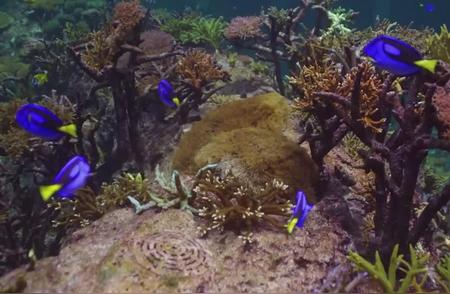 探秘未知的海底世界：神秘生物大揭秘