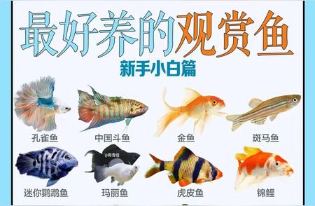 新手必知：最易饲养的观赏鱼品种推荐