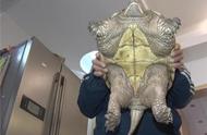 市民捕获巴西鳄龟：勇气与知识的结合