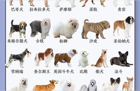 探索宠物犬品种的多样性