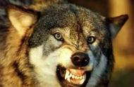 解密：哈士奇与狼的本质差异