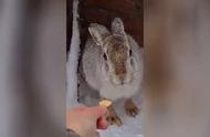 探访动物救助站：了解那些可爱的兔子