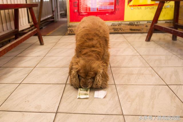 11岁可卡狗自己叼钱买香肠 识真假币和面额