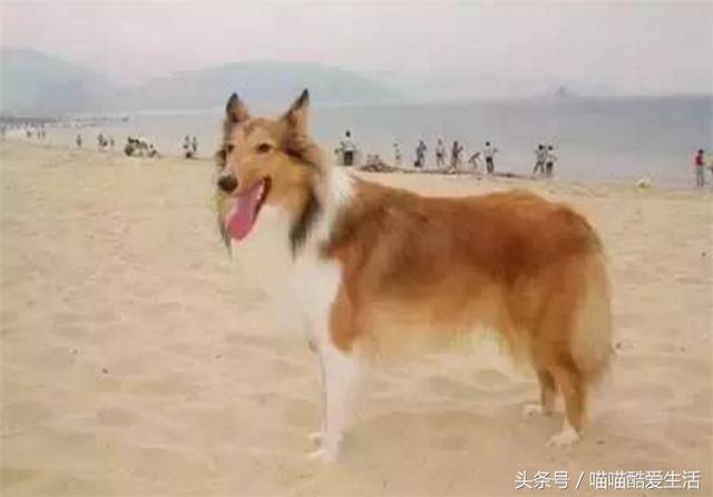 45种世界名犬，爱狗狗的你能认识几种，认识一半就厉害了