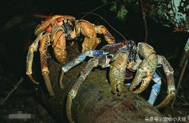 横行霸道椰子蟹，竟还会爬树，四斤一只你能吃几只？