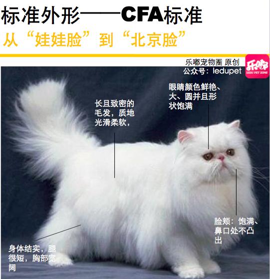 “波斯猫”百科图谱 |美国CFA标准