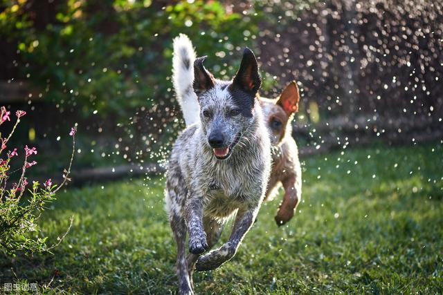 都知道牧羊犬聪明，这8种牧羊犬，是个中翘楚