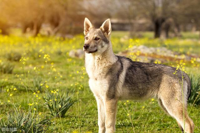 8种超像狼的狗狗，其中一只是小短腿，大概是最可爱的狼犬