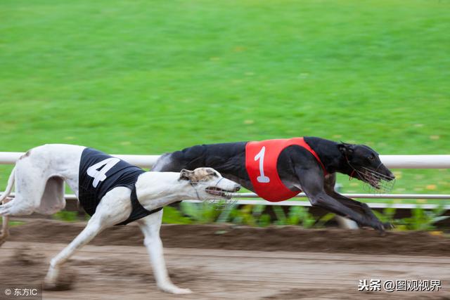 世界上10种速度最快的猎犬一览，灵缇最高奔跑速度可达70km/h