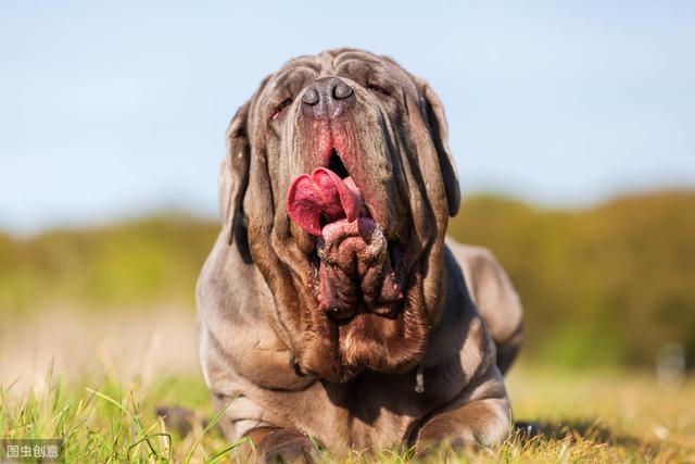 十种平均寿命较短的犬种，想要它们陪主人更久，恐怕它们也做不到