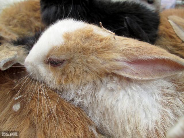 安哥拉兔超大份的可爱