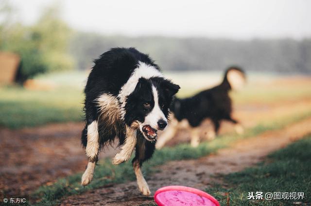 世界上10种速度最快的猎犬一览，灵缇最高奔跑速度可达70km/h