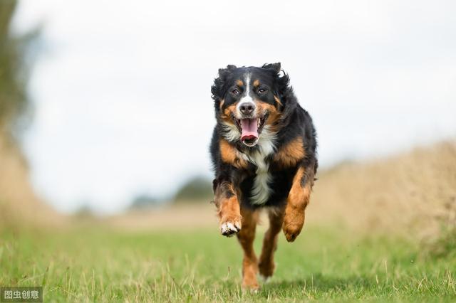 十种平均寿命较短的犬种，想要它们陪主人更久，恐怕它们也做不到